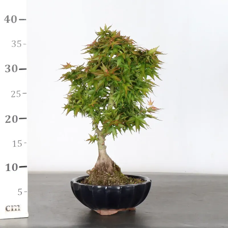 image supplémentaire - JAPANESE MAPLE "ACER...