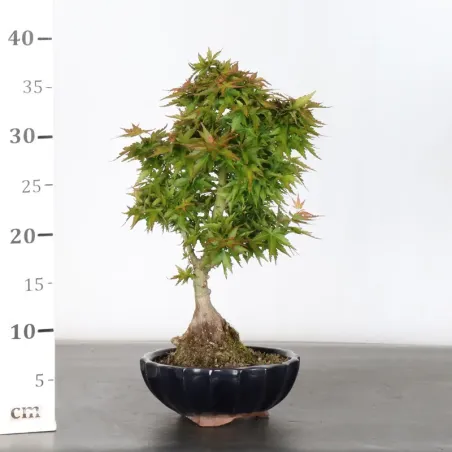 image supplémentaire - JAPANESE MAPLE "ACER...
