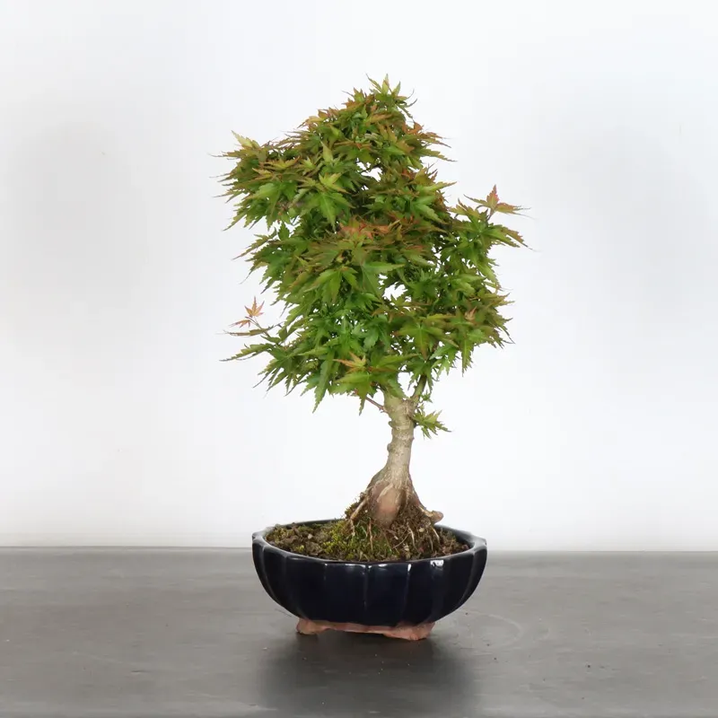 JAPANESE MAPLE "ACER PALMATUM KOTO HIME" 2-5