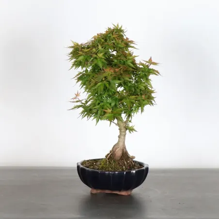 JAPANESE MAPLE "ACER PALMATUM KOTO HIME" 2-5