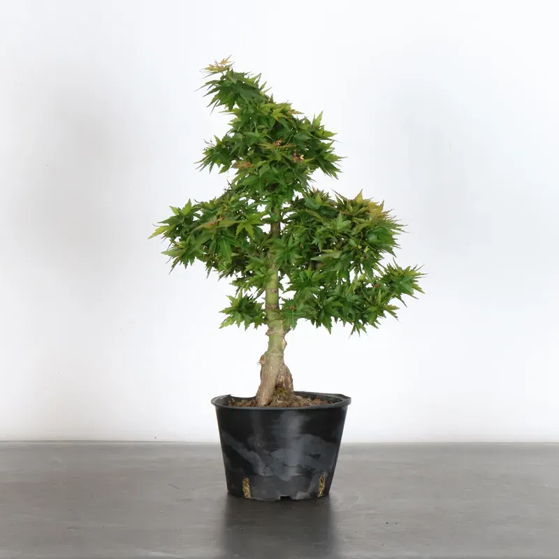 ÉRABLE DU JAPON "ACER PALMATUM KOTO HIMÉ" 2-6