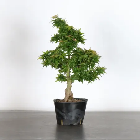 JAPANESE MAPLE "ACER PALMATUM KOTO HIME" 2-6