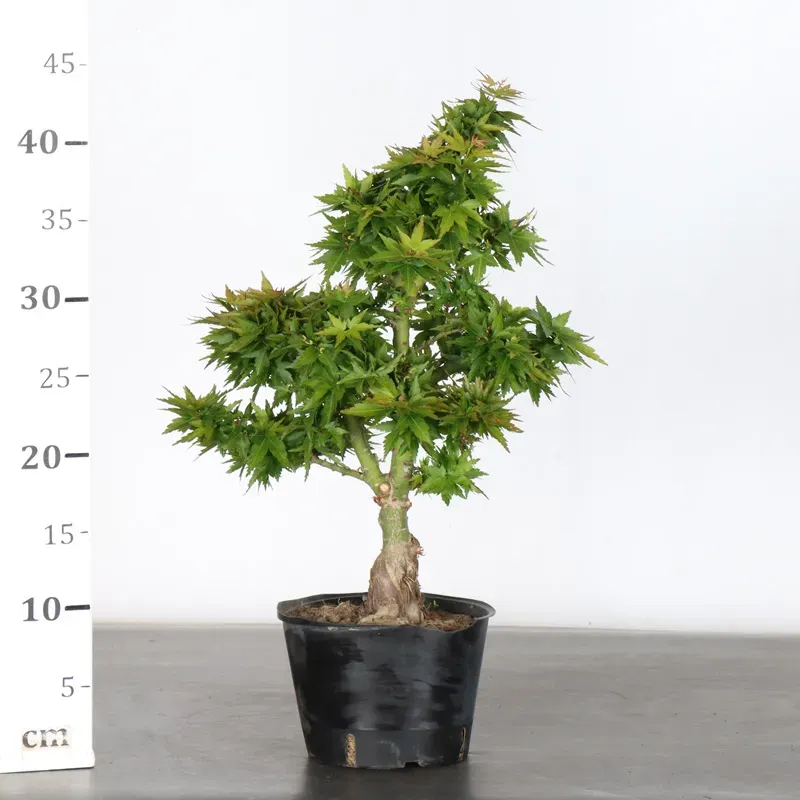 image supplémentaire - ÉRABLE DU JAPON "ACER...