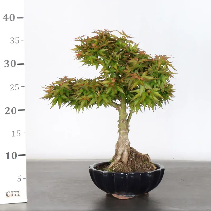 image supplémentaire - ÉRABLE DU JAPON "ACER...