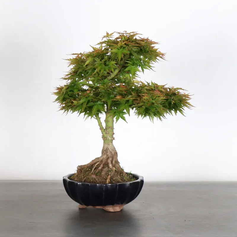 JAPANESE MAPLE "ACER PALMATUM KOTO HIME" 2-7