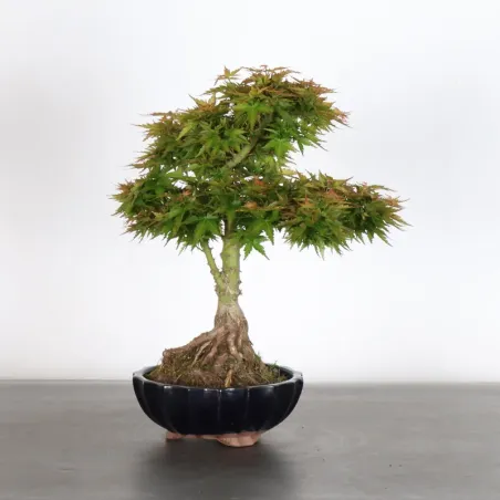 ÉRABLE DU JAPON "ACER PALMATUM KOTO HIMÉ" 2-7