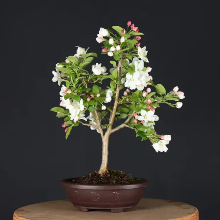 image supplémentaire - POMMIER "MALUS EVERESTE" 1-1