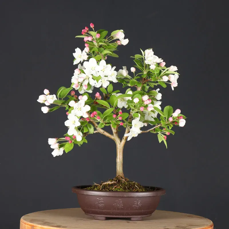 Bonsai Pommier
