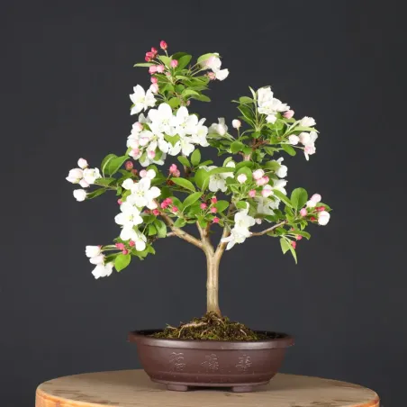 BONSAI APPLE TREE "MALUS EVERESTE" 1-1