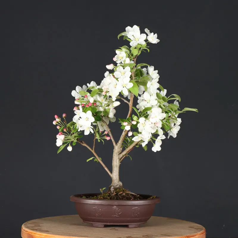 Bonsai Pommier