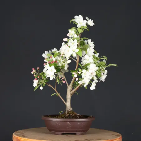 Bonsai Apple Tree