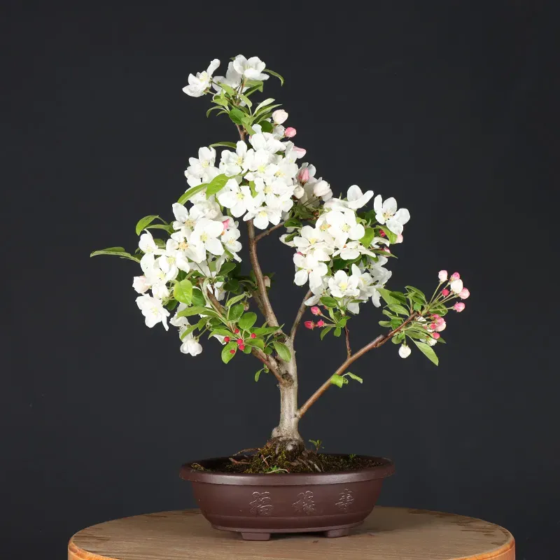 image supplémentaire - POMMIER "MALUS EVERESTE" 1-2