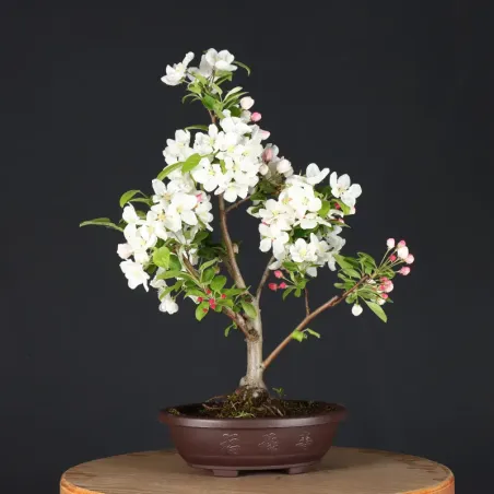 image supplémentaire - POMMIER "MALUS EVERESTE" 1-2