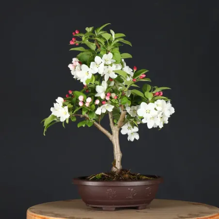 image supplémentaire - BONSAI APPLE TREE "MALUS...