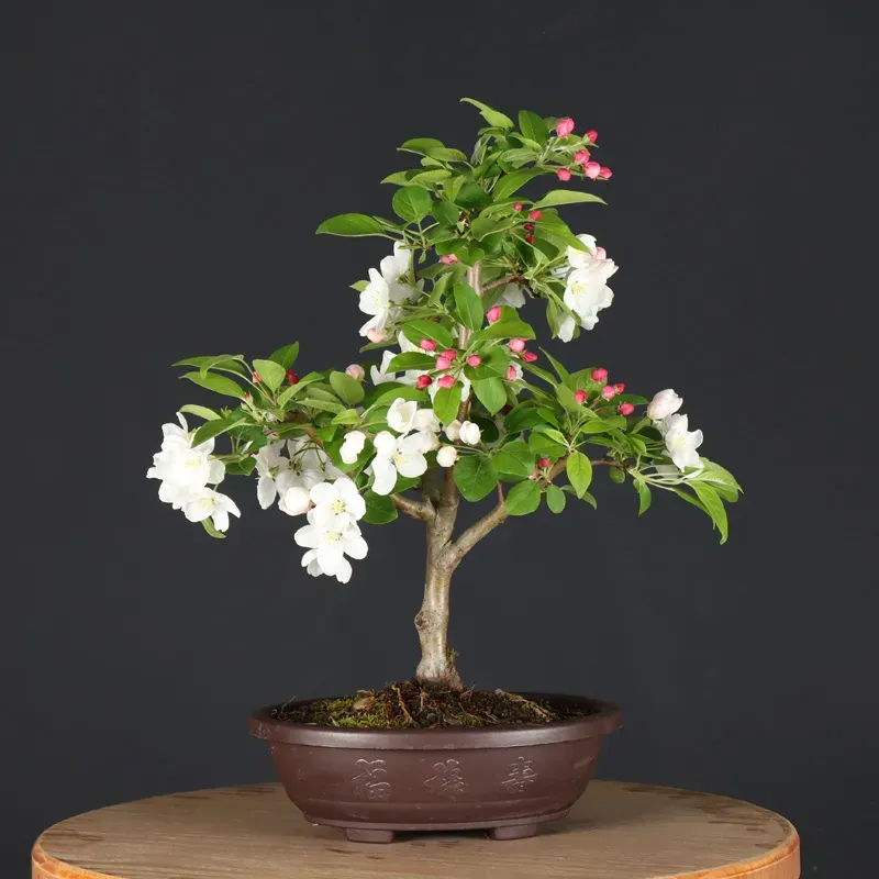BONSAI APPLE TREE "MALUS EVERESTE" 1-4