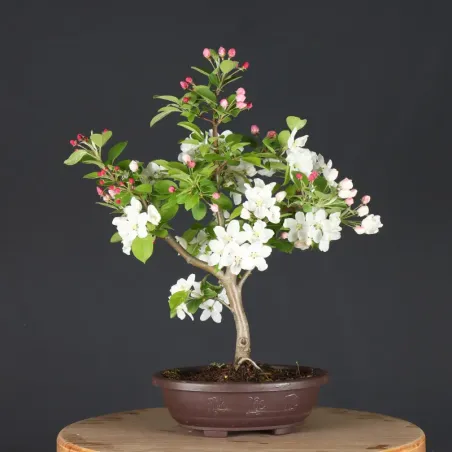 image supplémentaire - POMMIER "MALUS EVERESTE" 1-5