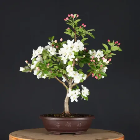 Bonsai Pommier