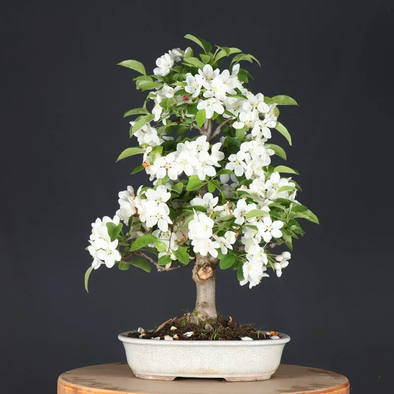 image supplémentaire - Bonsai apple tree "malus...