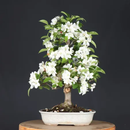 image supplémentaire - Bonsai apple tree "malus...