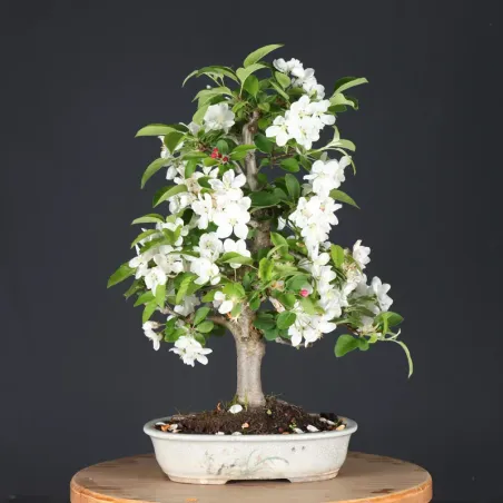 Bonsai apple tree "malus evereste" 1-6