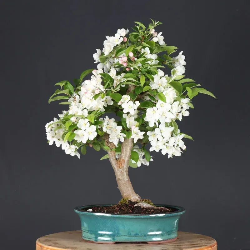 Bonsai Pommier