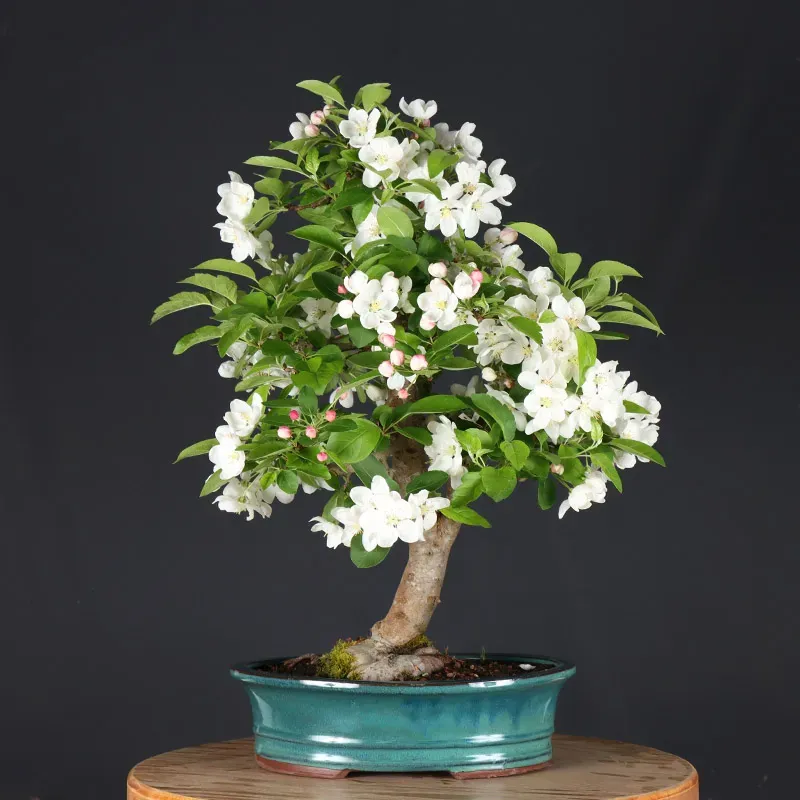 image supplémentaire - POMMIER "MALUS EVERESTE" 1-7