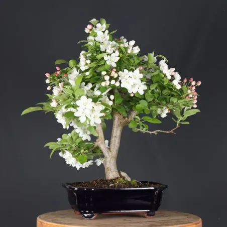 Bonsai Pommier