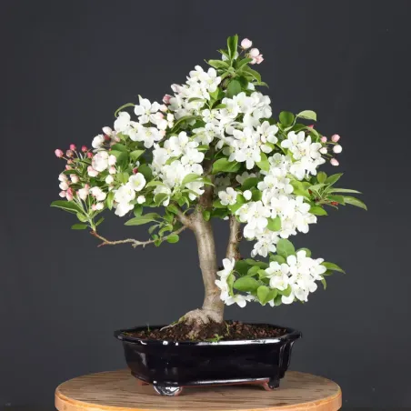 image supplémentaire - POMMIER "MALUS EVERESTE" 1-8