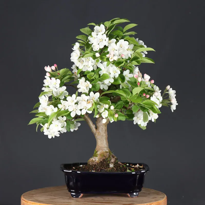Bonsai Pommier