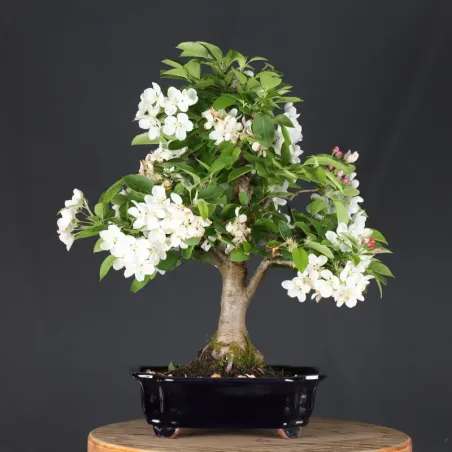 image supplémentaire - Bonsai apple tree "malus...
