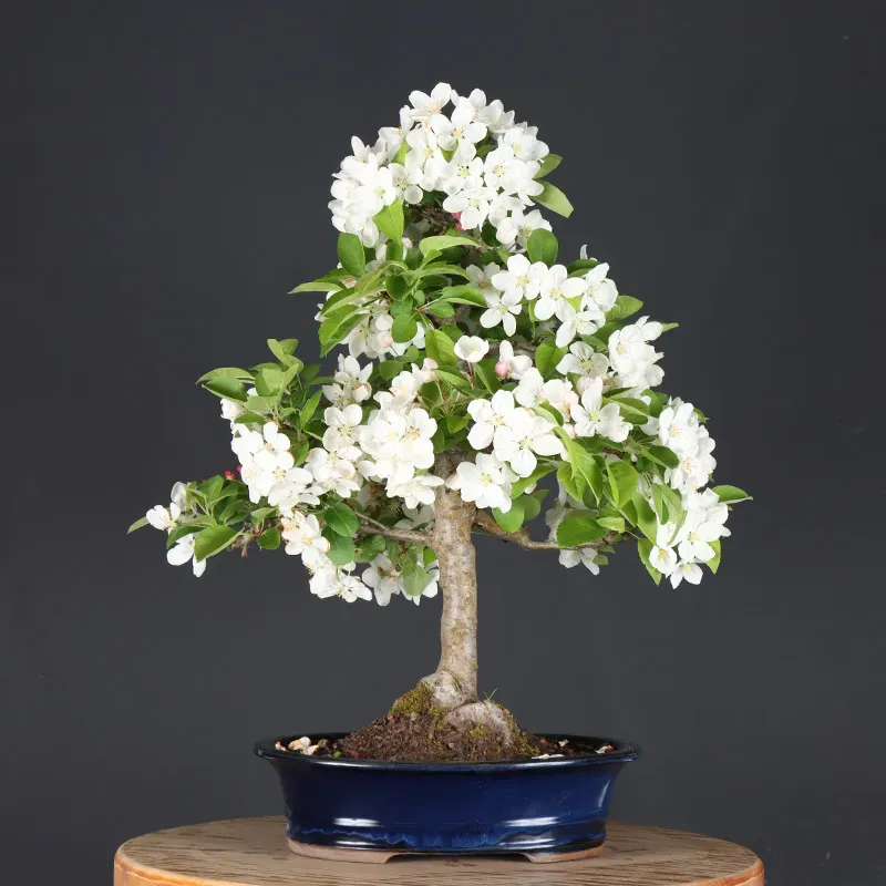 Bonsai Apple Tree