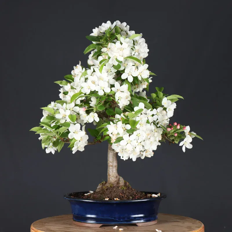 image supplémentaire - POMMIER "MALUS EVERESTE" 2-2