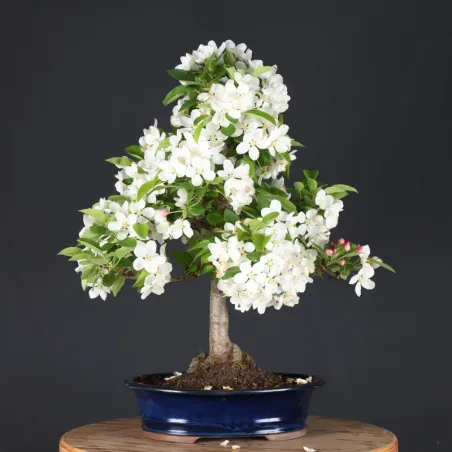 image supplémentaire - POMMIER "MALUS EVERESTE" 2-2