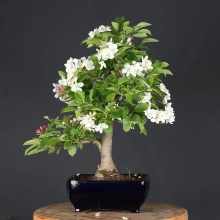 image supplémentaire - BONSAI APPLE TREE "MALUS...