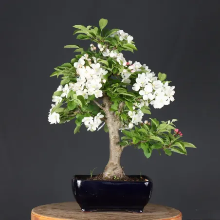BONSAI APPLE TREE "MALUS EVERESTE" 2-3