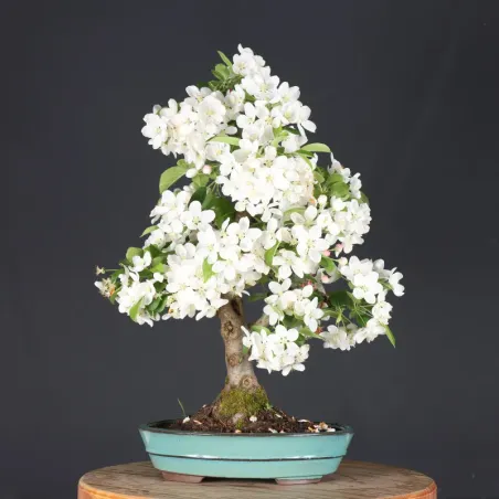 Bonsai Pommier