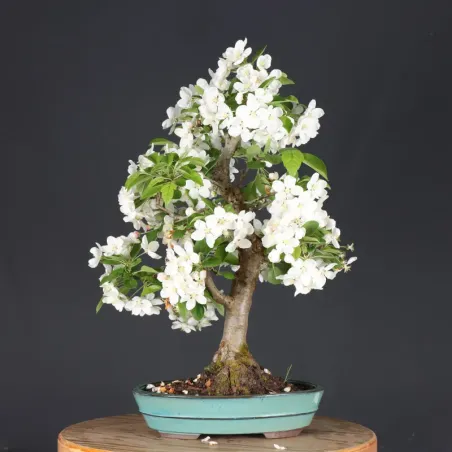 image supplémentaire - POMMIER "MALUS EVERESTE" 2-4