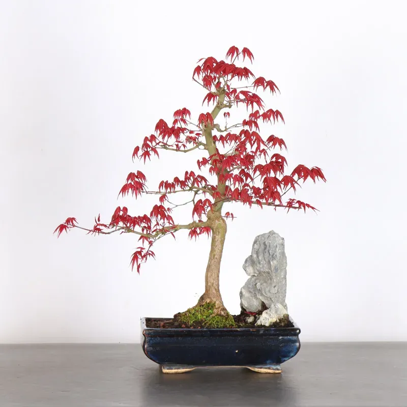 Bonsai Erable Palmatum Deshojo  AD-1-1