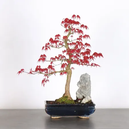 JAPANESE RED MAPLE "ACER DESHOJO" 1-1