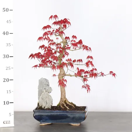 image supplémentaire - JAPANESE RED MAPLE "ACER...