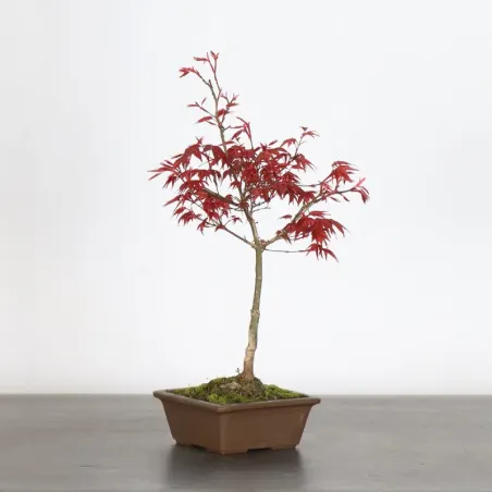 JAPANESE RED MAPLE "ACER DESHOJO" 1-2