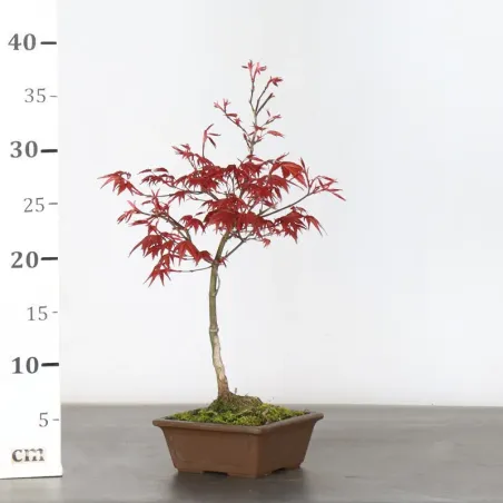 image supplémentaire - ÉRABLE ROUGE DU JAPON "ACER...