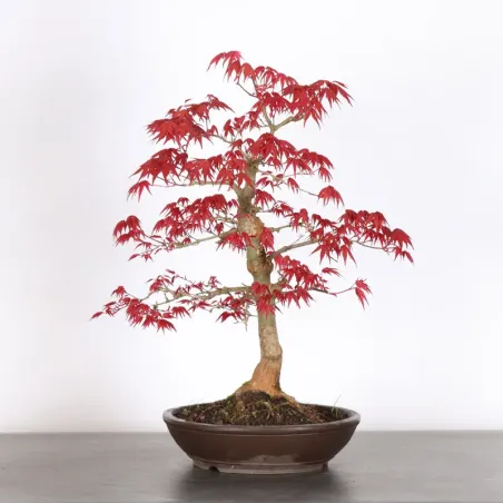 Bonsai Acer Deshojo AD-1-4