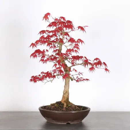 image supplémentaire - ÉRABLE ROUGE DU JAPON "ACER...