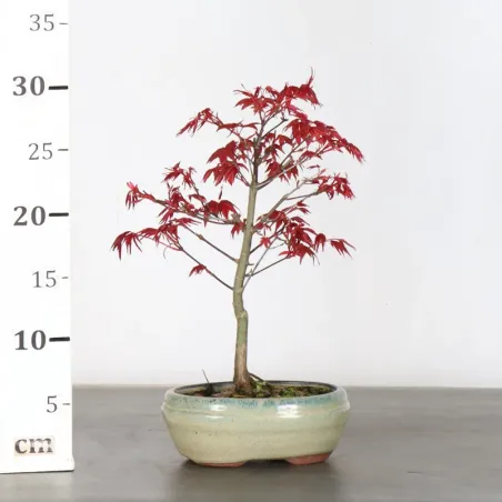 image supplémentaire - ÉRABLE ROUGE DU JAPON "ACER...