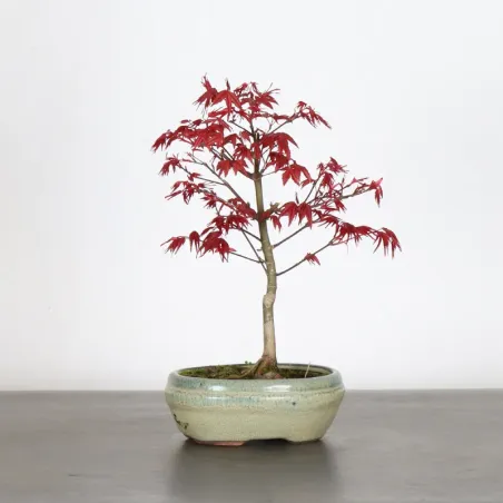 JAPANESE RED MAPLE "ACER DESHOJO" 1-5