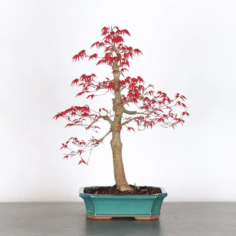 Bonsai Acer Deshojo AD-1-7