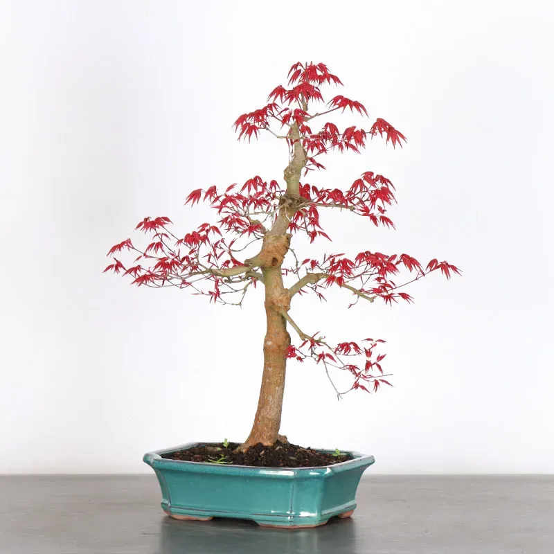 image supplémentaire - ÉRABLE ROUGE DU JAPON "ACER...