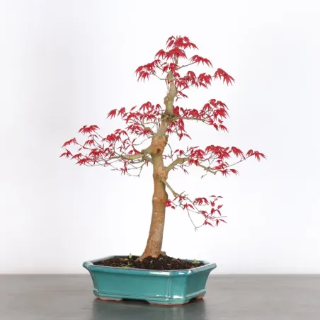 image supplémentaire - JAPANESE RED MAPLE "ACER...