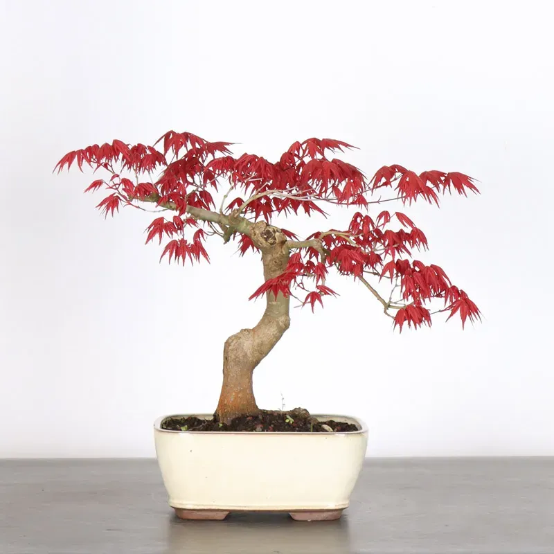 image supplémentaire - JAPANESE RED MAPLE "ACER...